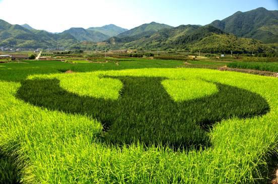 2019年种子生产与经营专业就业方向与就业前景