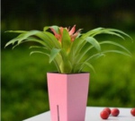 2019商品花卉专业就业方向与就业前景