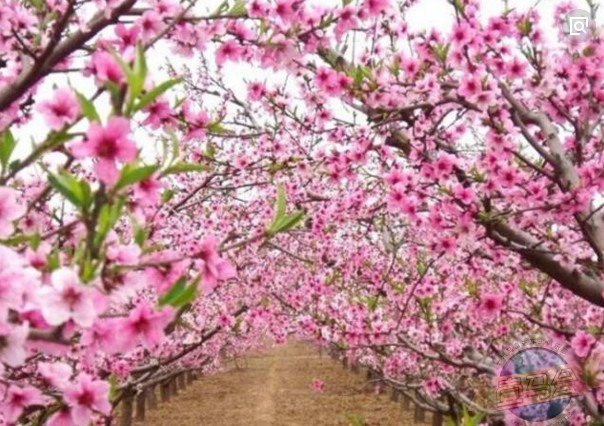 桃花沟桃花